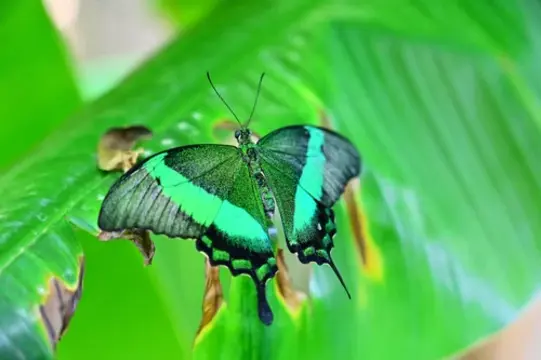 Antalya Butterfly World Entrance Fee 2026: Everything You Need to Know Before You Visit